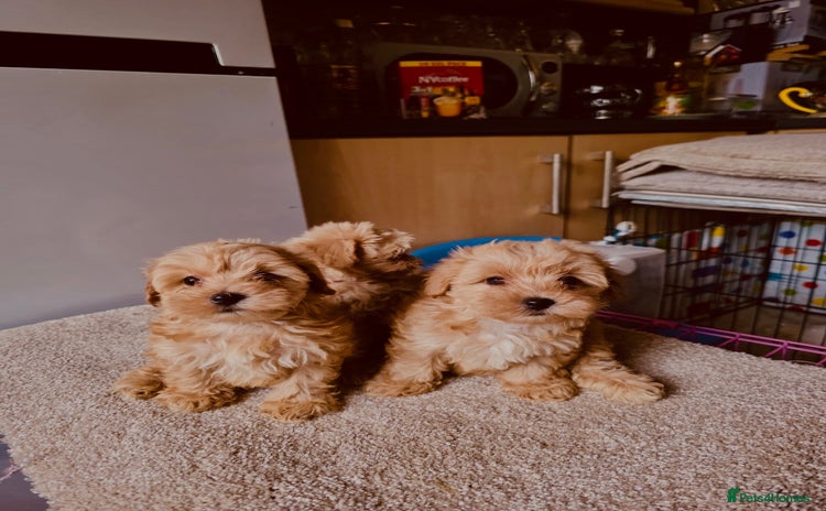 Maltipoo dogs - Advert 13