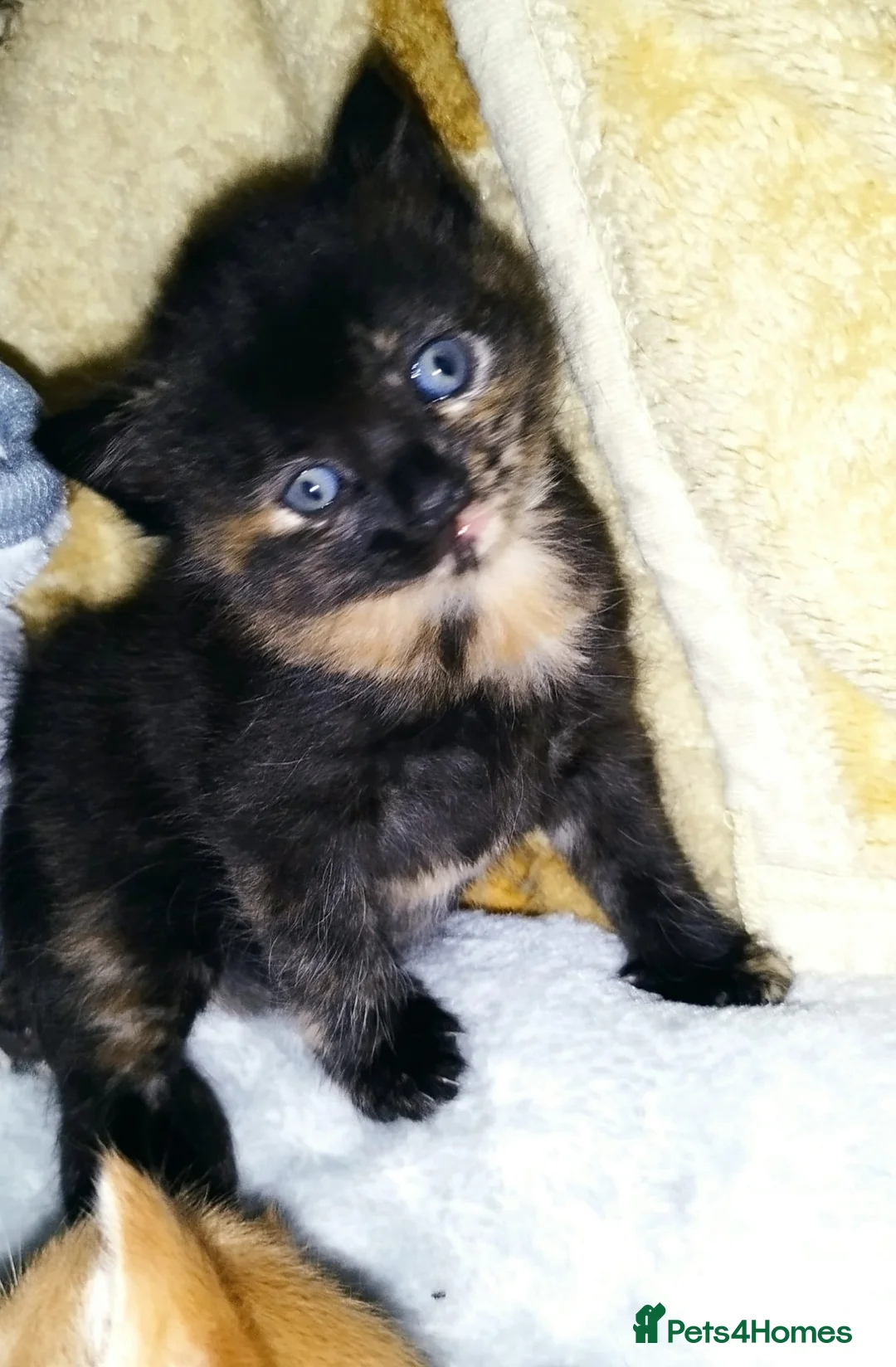 Mixed Breed cats for sale: Amazing, very beautiful kittens 3 boys, 1 girl - Advert 30