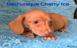 Miniature Dachshund dogs for sale: Rainbow Litter KC REG mini Daxi  - Image 17