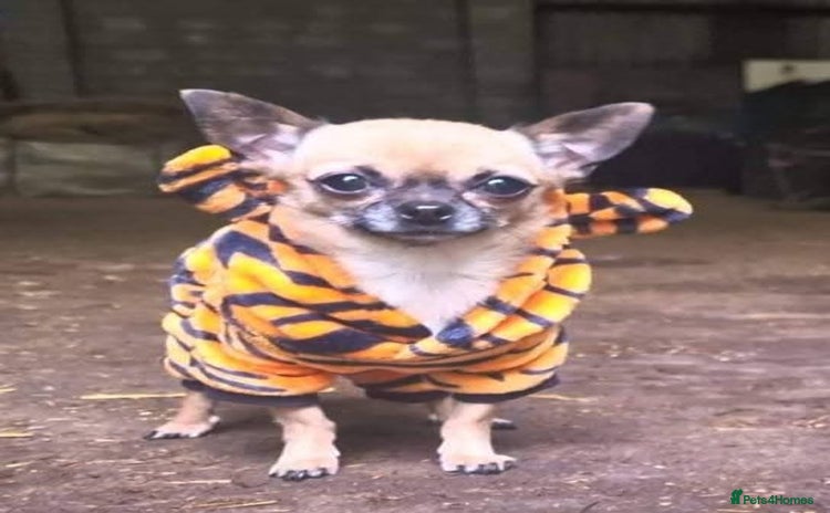 Chihuahua dogs - Advert 1