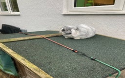 Mini Lop rabbits for sale: Mini lop for new home hutch and equipment included - Image 4