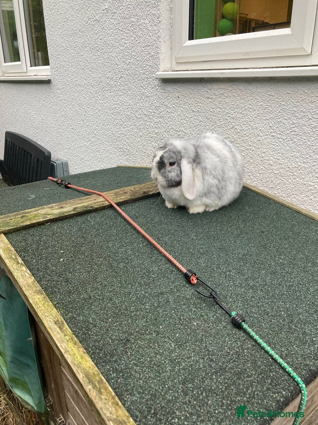 Mini Lop rabbits for sale: Mini lop for new home hutch and equipment included - Image 4