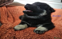 Eurasier dogs for sale: Eurasier Puppies KC Registered in Northampton - Image 32