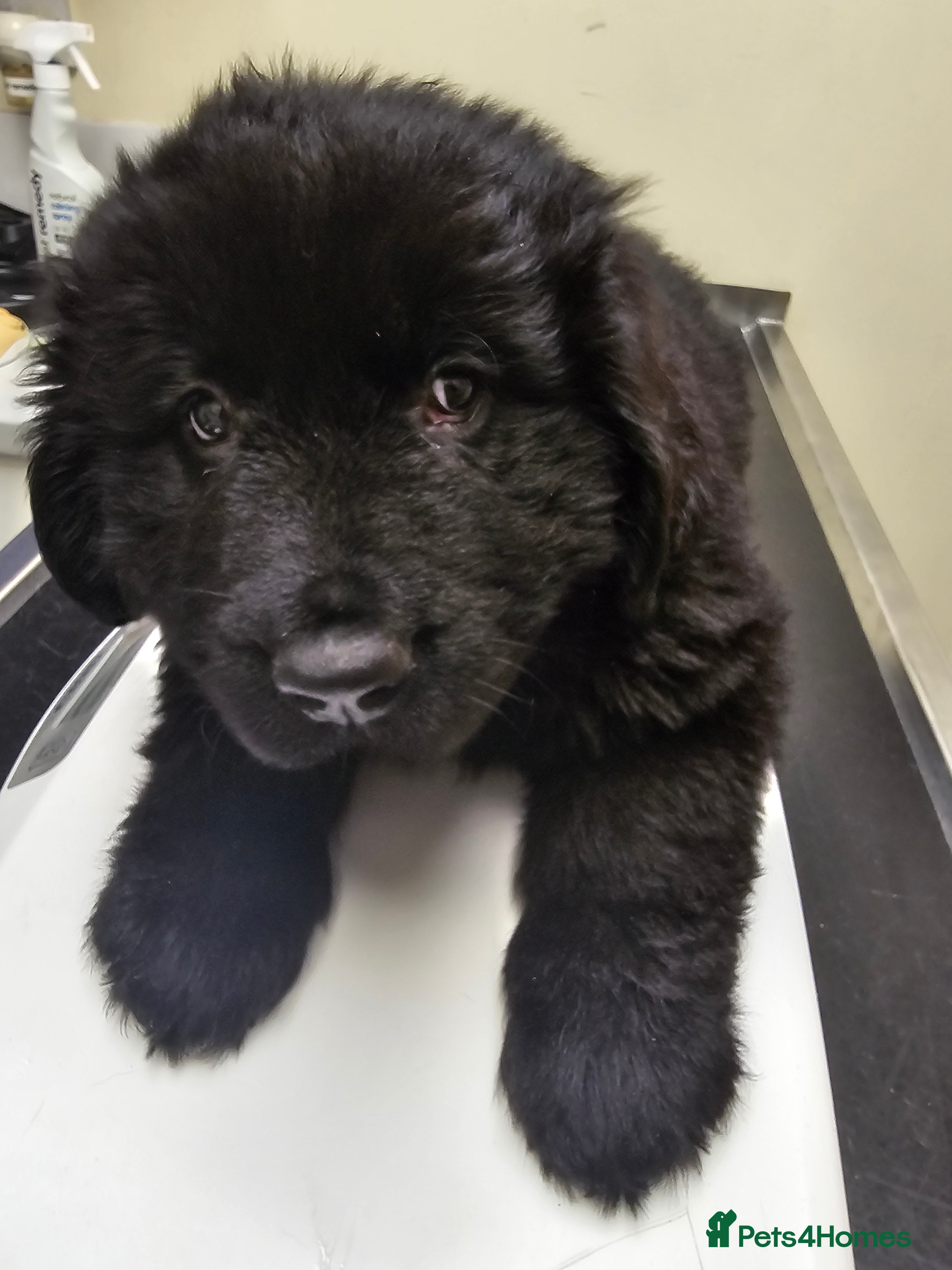 Newfoundland dogs 1 dog left - Advert 5
