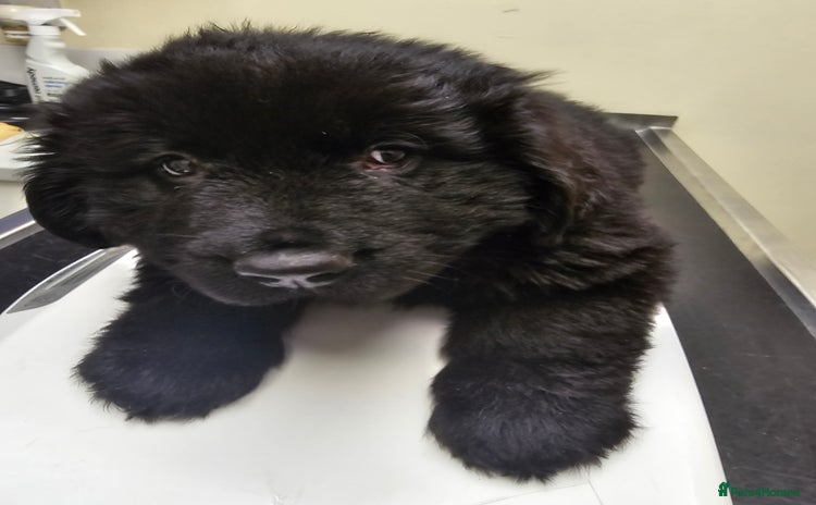 Newfoundland dogs - Advert 1