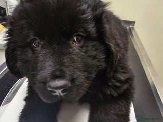 Newfoundland dogs - Advert 2