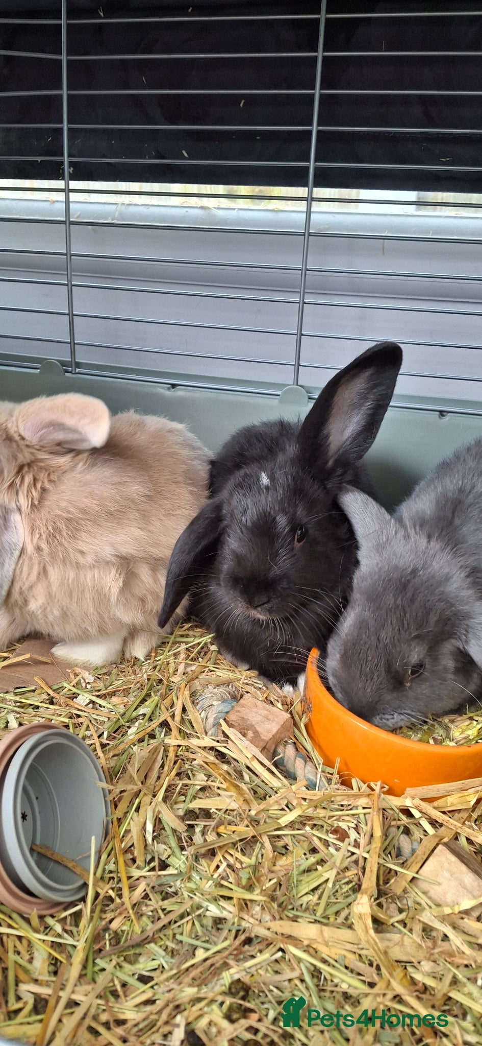 Mixed Breed rabbits Bunnies ready for new homes - Advert 1