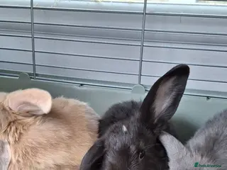 Mixed Breed rabbits Bunnies ready for new homes - Advert 1