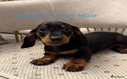 Miniature Dachshund dogs for sale: Miniature dachshund  - Image 4