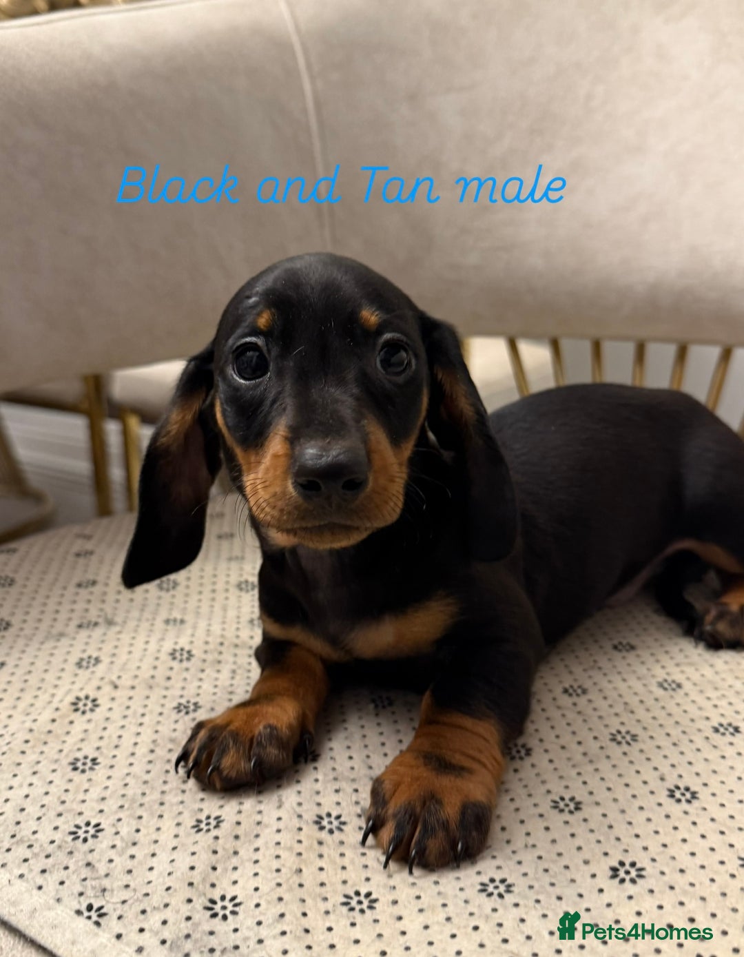 Miniature Dachshund dogs for sale: Miniature dachshund  - Image 4