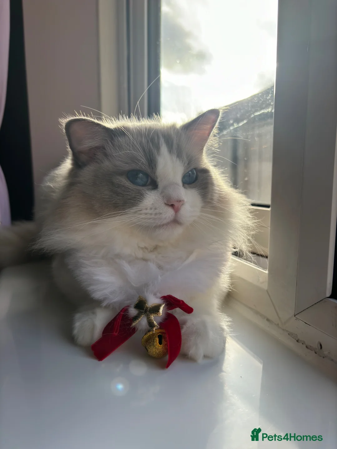 Ragdoll cats for sale: GCCF Active Registered Ragdoll Cat - Advert 1