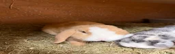 Mini Lop rabbits for sale: Adult Male Mini Lop Ginger  - Advert 3