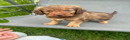 Mixed Breed dogs for sale: Mixed Breed Puppies  - Advert 22