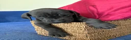 Great Dane dogs for sale: Ready to go! Pedigree blue & black Great Dane Pups - Advert 16