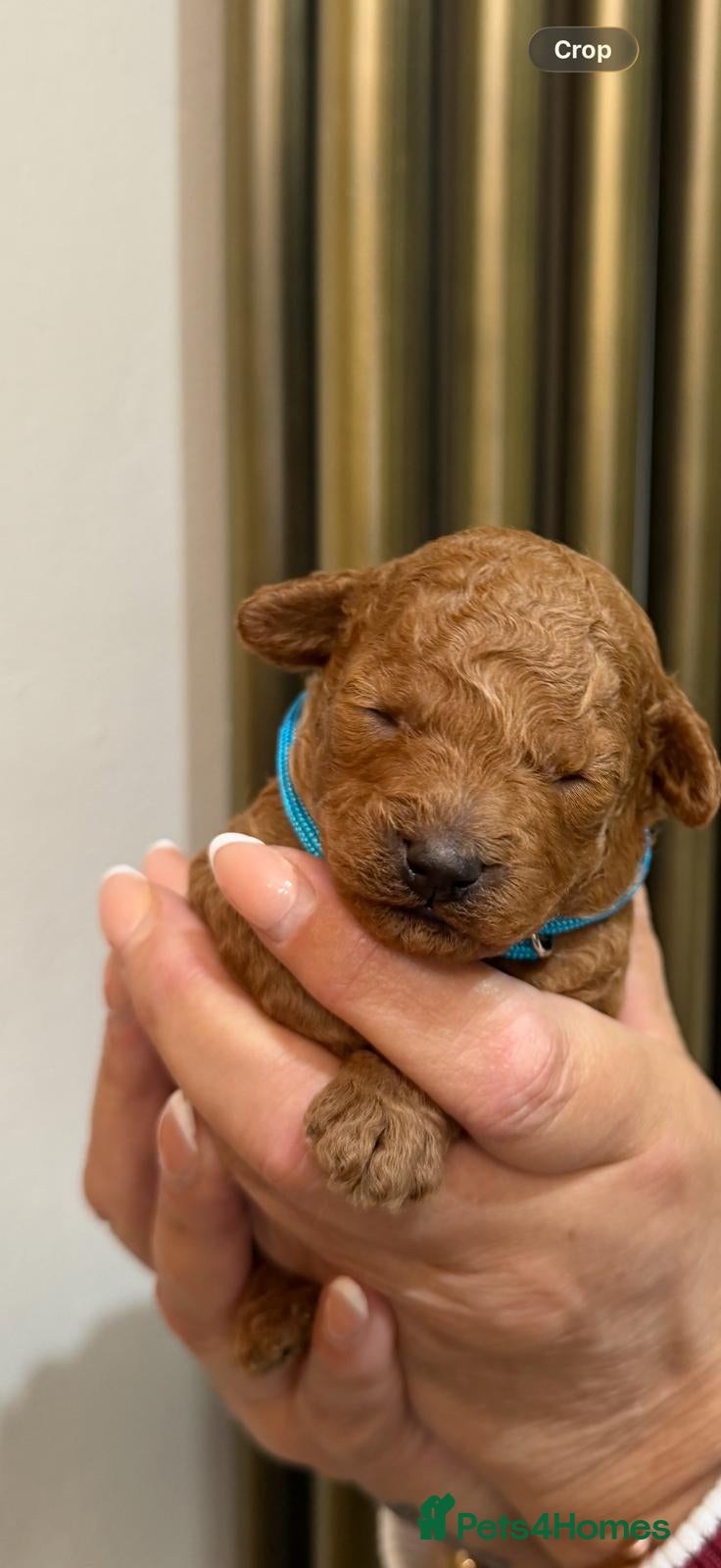 Toy Poodle dogs Outstanding KC registered dark red Toy poodles  - Advert 2