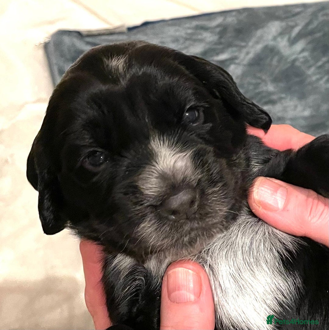 Cocker Spaniel dogs for sale: Cocker Spaniel Puppies - Advert 21