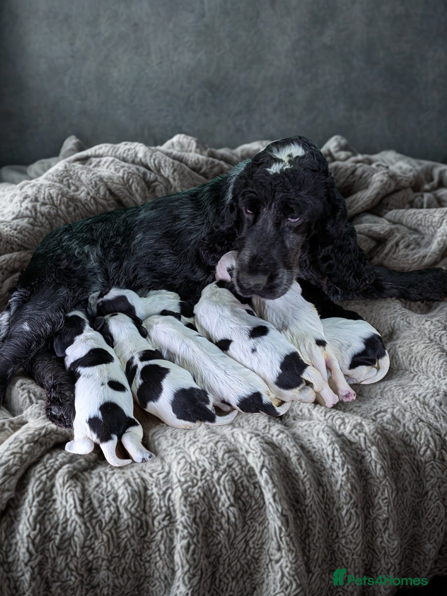 Cocker Spaniel dogs Beautiful Show Cocker Spaniel Puppies. - Advert 1