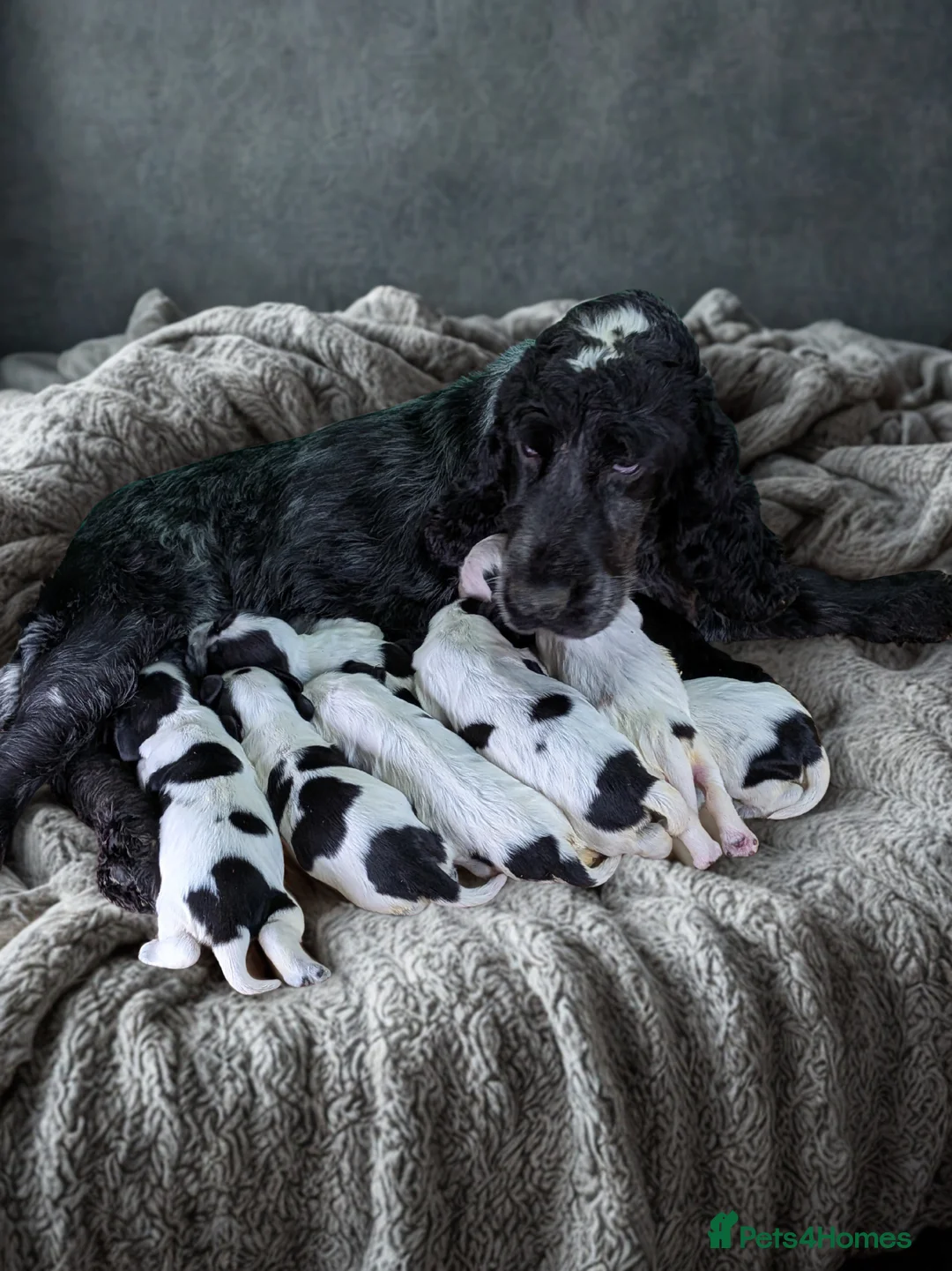 Cocker Spaniel dogs for sale: Beautiful Show Cocker Spaniel Puppies. - Advert 1