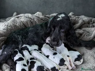 Cocker Spaniel dogs for sale: Beautiful Show Cocker Spaniel Puppies. - Advert 1