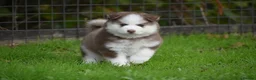 Pomsky dogs for sale: Genuine Celtic Star F3 Pomskies Available  - Advert 17
