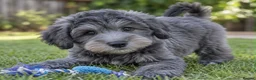 Schnoodle dogs for sale: Exceptional F1 Blue Schnoodle Puppies  - Advert 1