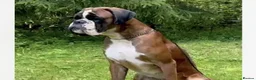 Boxer dogs for sale: Outstanding quality puppies - best pedigree - Advert 15