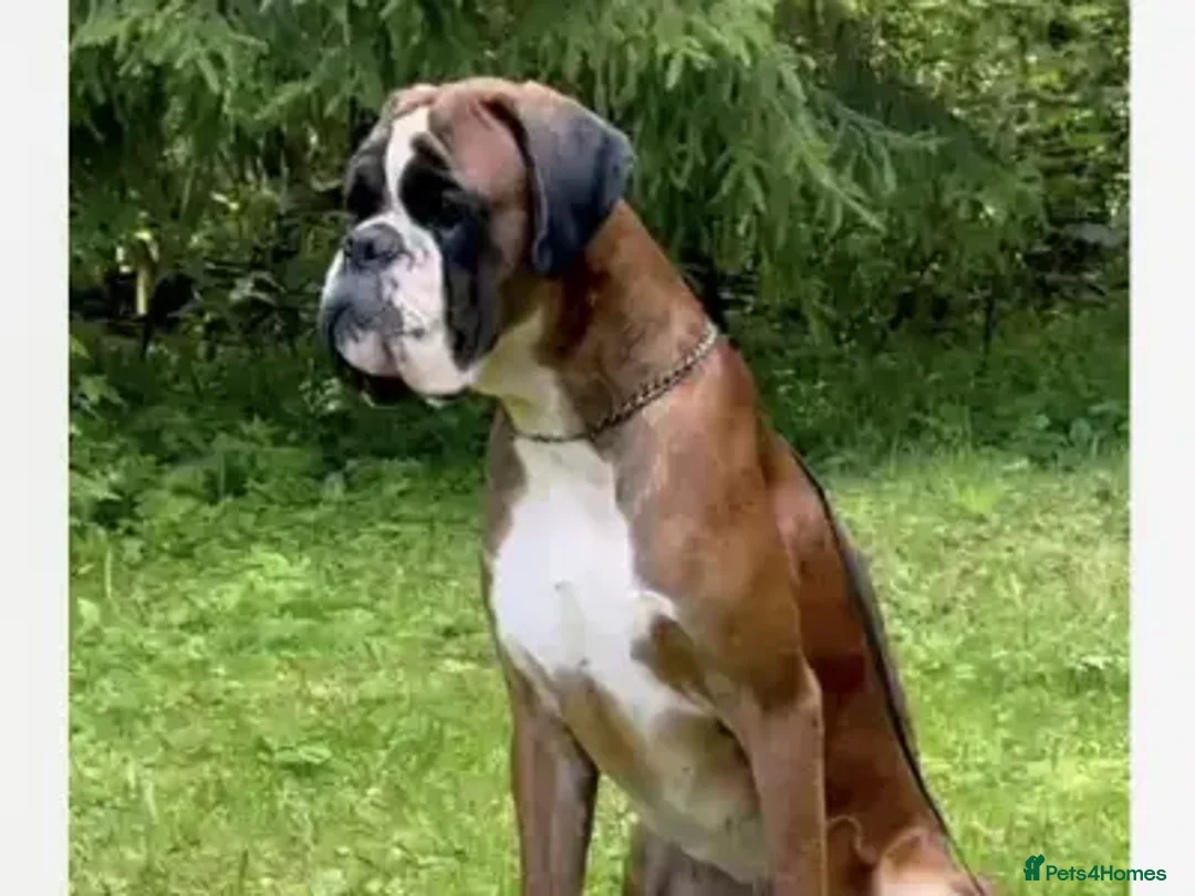 Boxer dogs for sale: Outstanding quality puppies - best pedigree - Advert 15