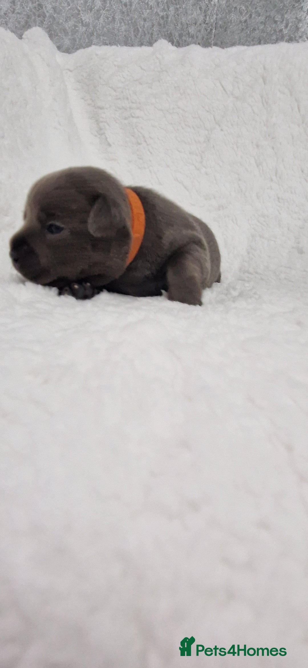 Staffordshire Bull Terrier dogs for sale: 4 Kc Reg Staffordshire Bull Terrier Females 🩷 - Advert 31
