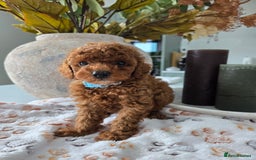 Toy Poodle dogs for sale: Kc reg deep red toy poodle council licensed  - Image 20