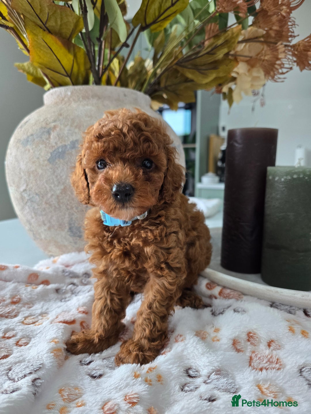 Toy Poodle dogs for sale: Kc reg deep red toy poodle council licensed  - Image 20