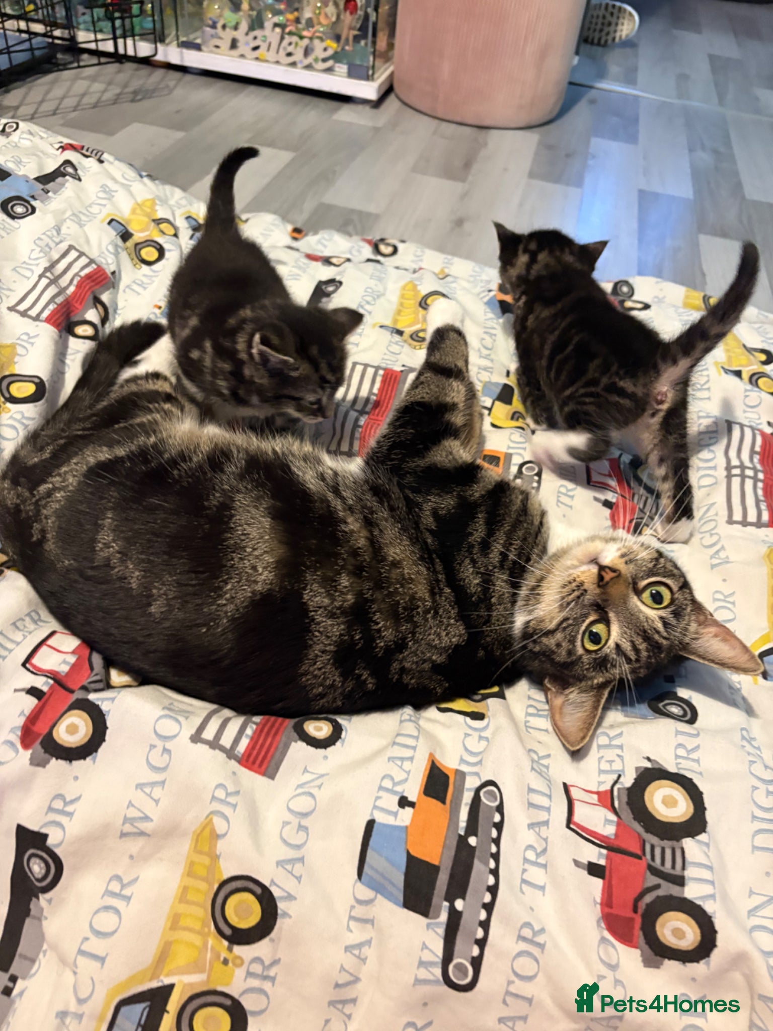 Mixed Breed cats 3 gorgeous kittens for sale  - Advert 2