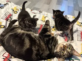 Mixed Breed cats 3 gorgeous kittens for sale - Advert 2