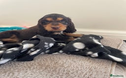 Cocker Spaniel dogs for sale: 6 gorgeous cocker spaniel puppies  - Image 4
