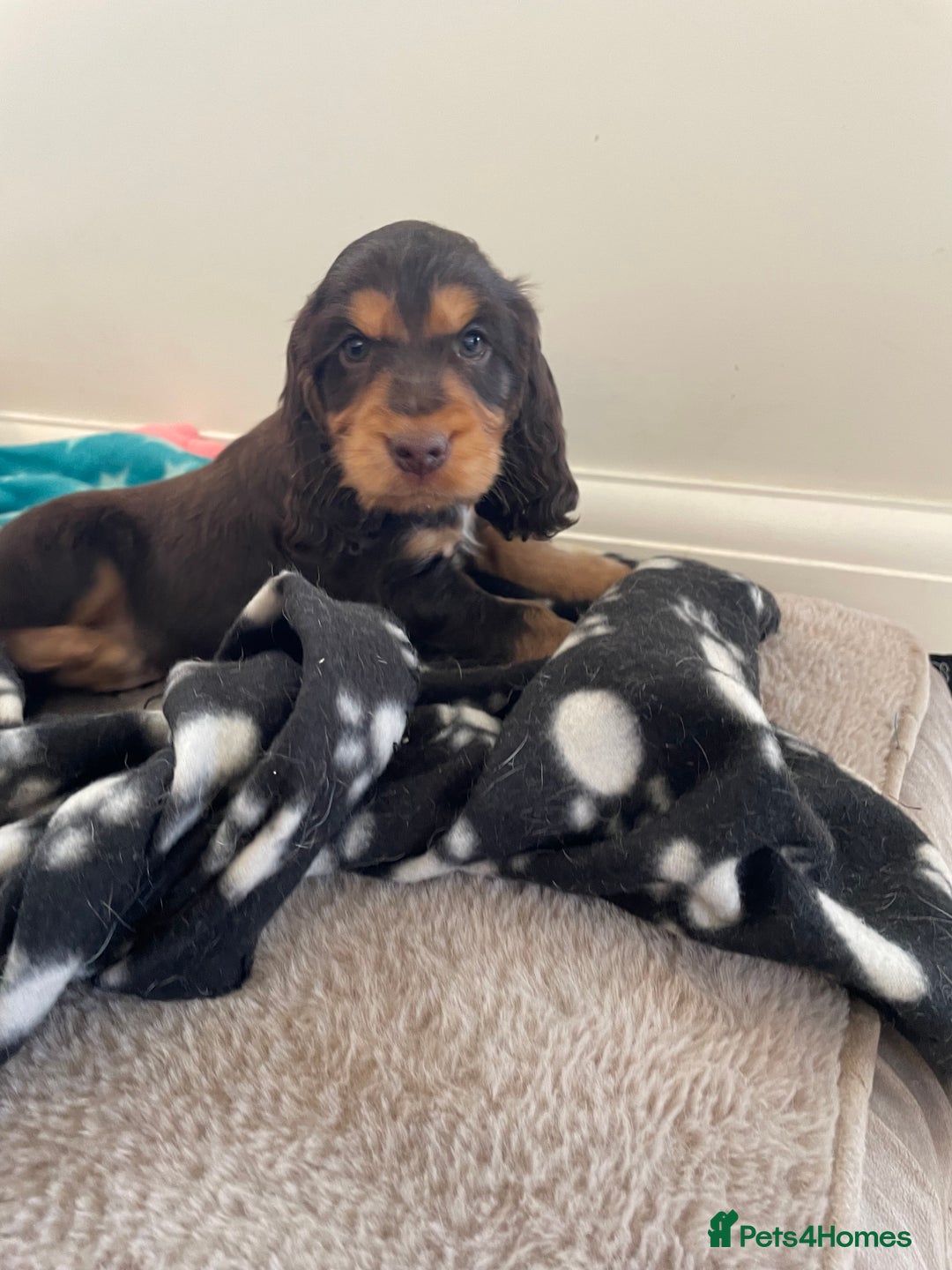 Cocker Spaniel dogs for sale: 6 gorgeous cocker spaniel puppies  - Image 4