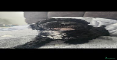 Cockapoo dogs - Advert 8