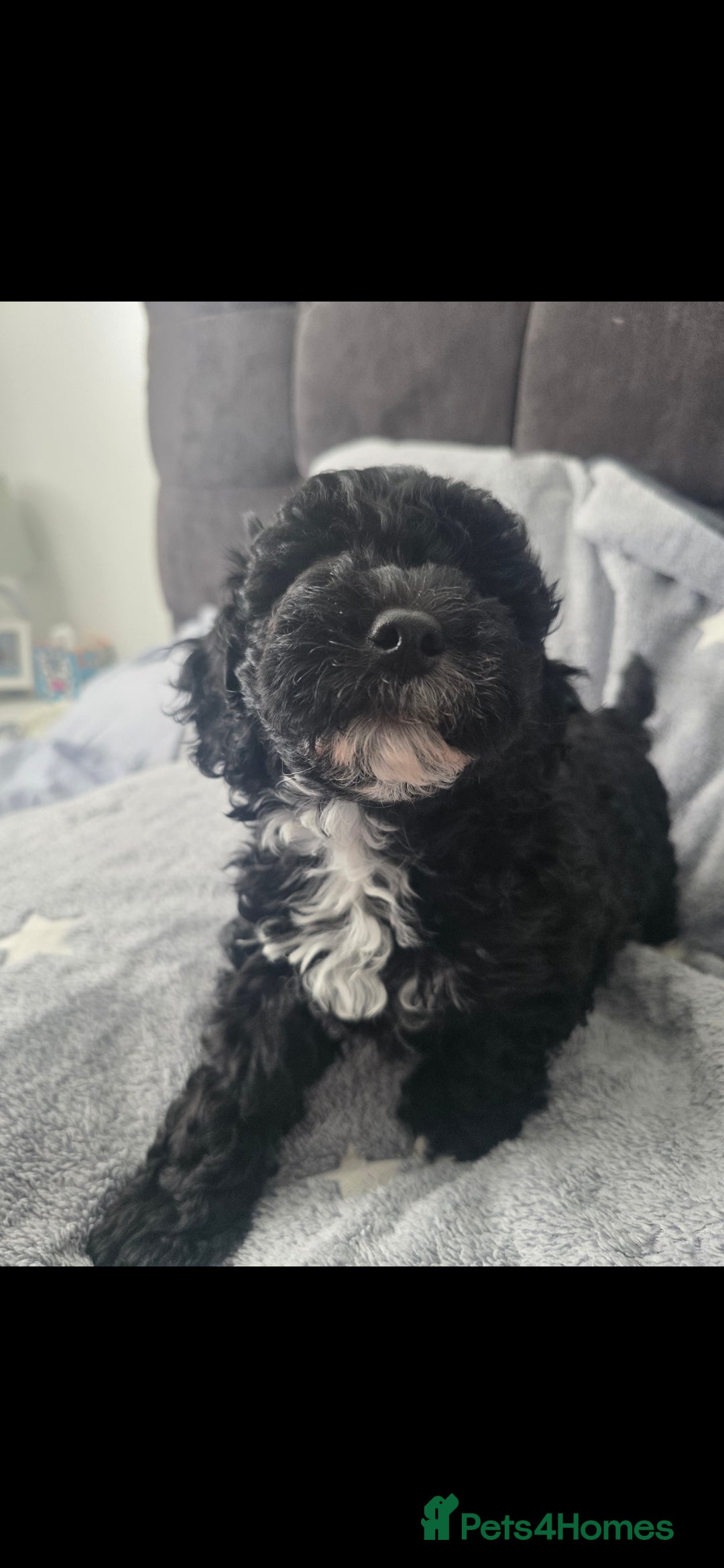 Cockapoo dogs for sale: BEAUTIFUL F1B COCKAPOO BABBIES  - Image 2