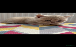 British Shorthair cats for sale: Champion British short hair chunky kittens*unique* - Image 2