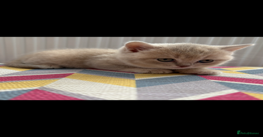 British Shorthair cats - Advert 2