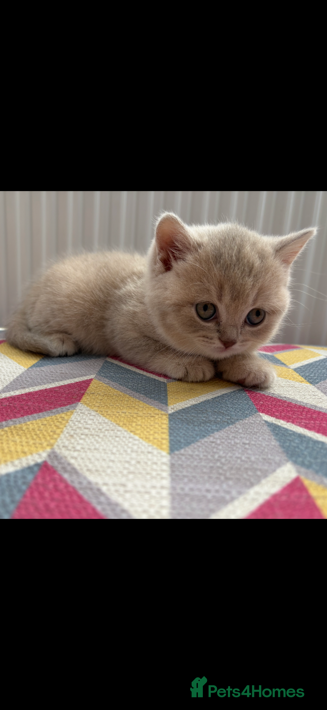 British Shorthair cats for sale: Champion British short hair chunky kittens*unique* - Image 2