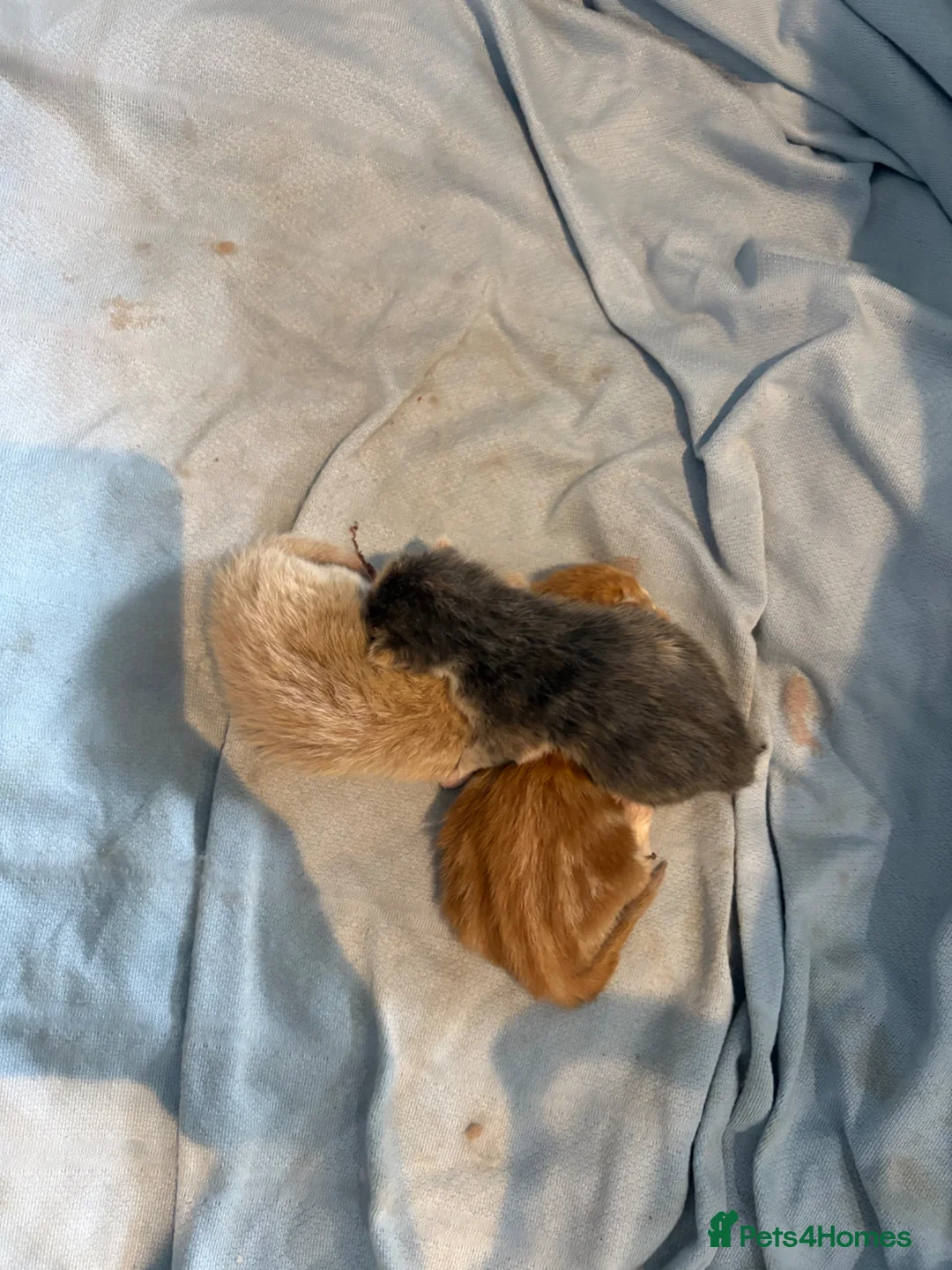 Maine Coon cats for sale: Beautiful Maine Coon kittens  in Poole - Advert 17