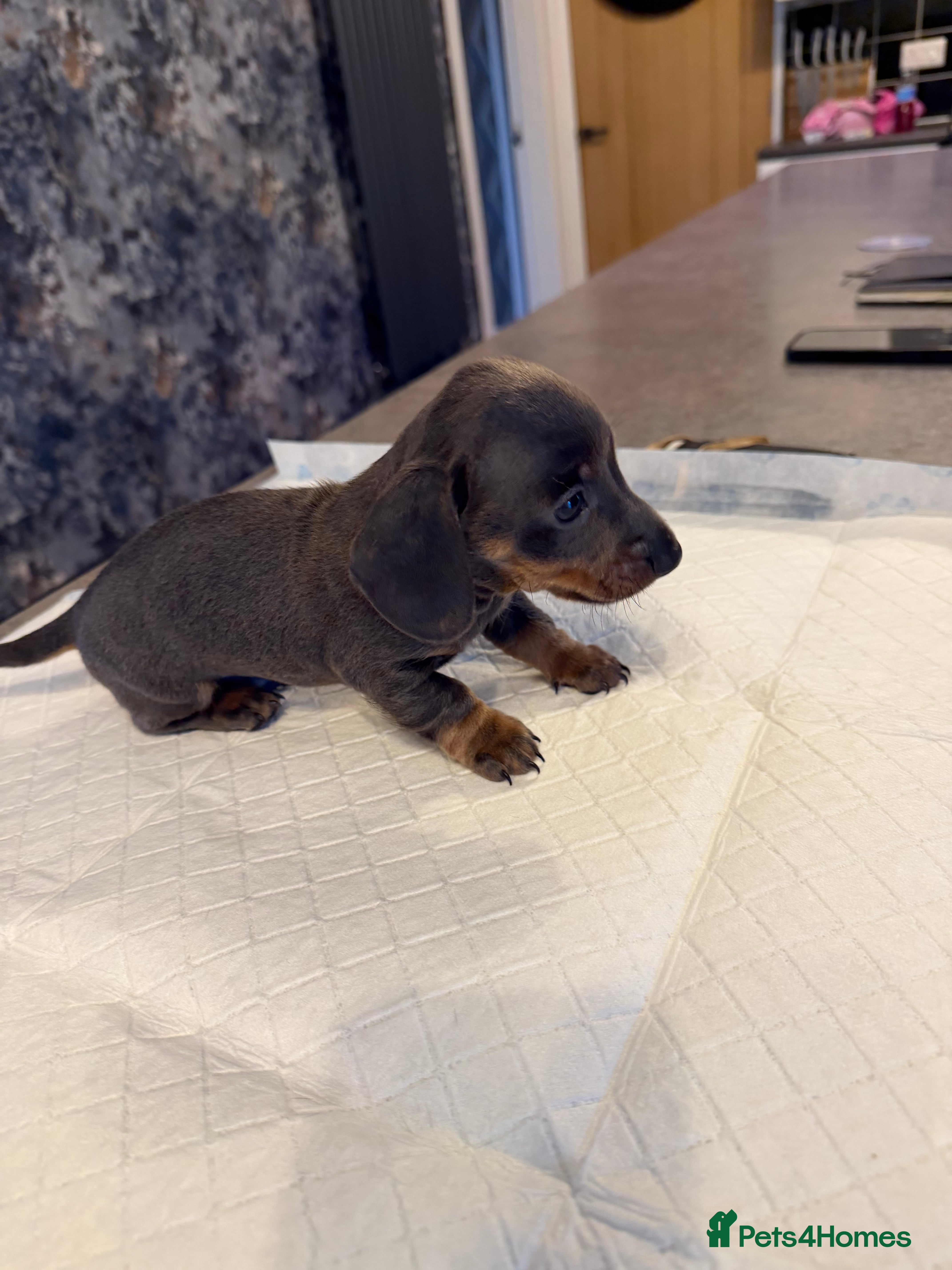 Miniature Dachshund dogs Beautiful male pup   - Advert 9