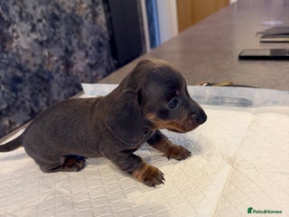 Miniature Dachshund dogs Beautiful male pup - Advert 1