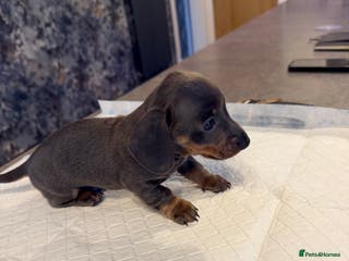 Miniature Dachshund dogs Beautiful male pup - Advert 14
