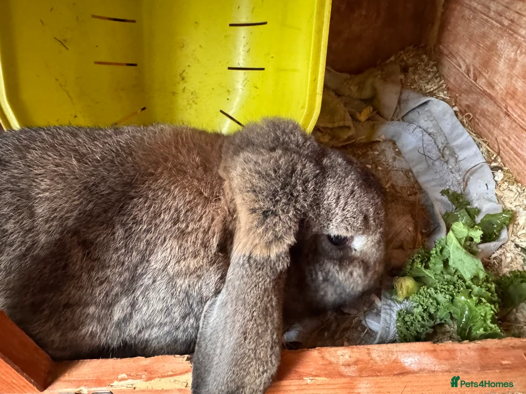 Mixed Breed rabbits for sale: Male rabbit needs a new home  - Advert 4