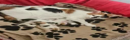 Mixed Breed cats for sale: 2 kittens left  - Advert 1