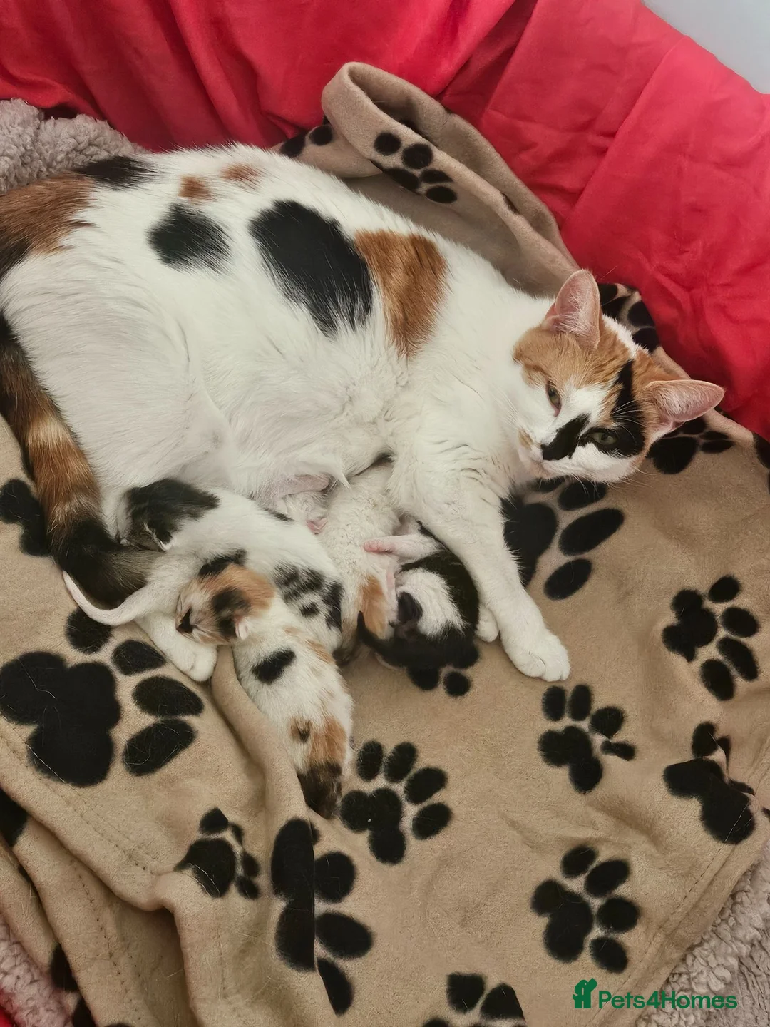Mixed Breed cats for sale: 2 kittens left  - Advert 1