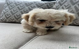 Cavachon dogs for sale: 2 Adorable boys ready for their forever homes 🐾 - Image 6