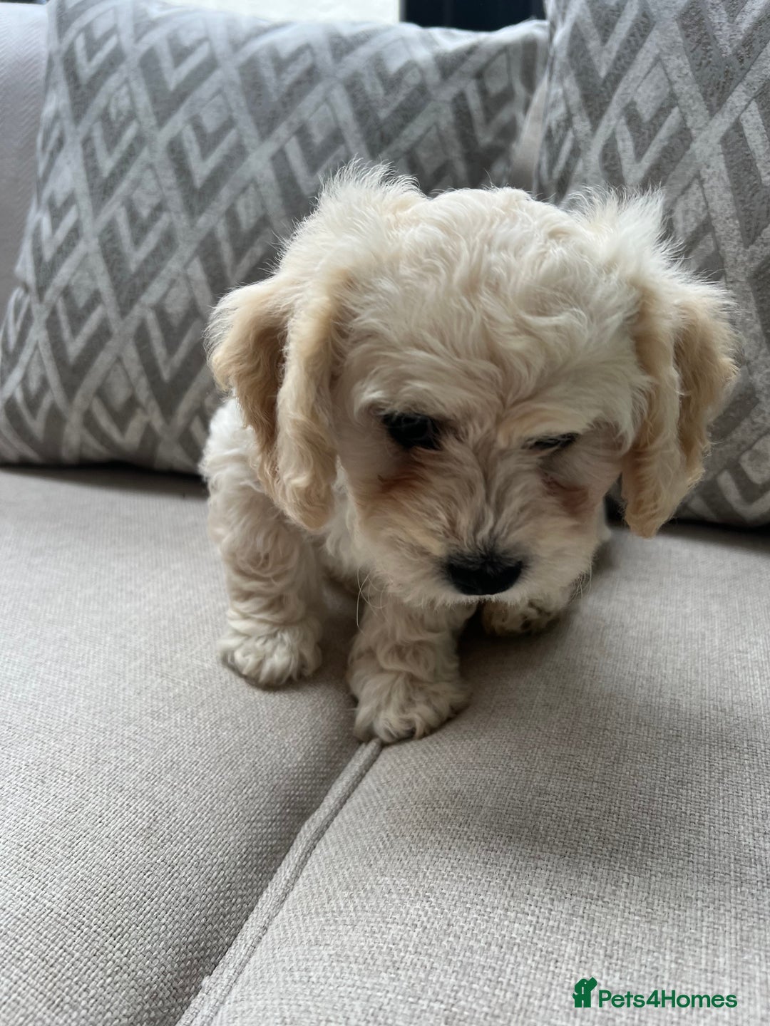 Cavachon dogs for sale: 2 Adorable boys ready for their forever homes 🐾 - Image 6