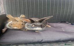 Mixed Breed rabbits for sale: Rabbits - Image 3