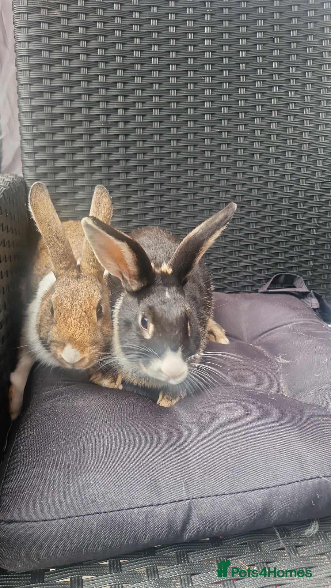 Mixed Breed rabbits for sale: Rabbits - Image 3